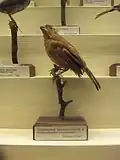 Specimen in Naturhistorisches Museum, Vienna
