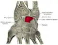 Cross section of wrist (thumb on left). Lunate shown in red.