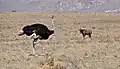 Ostrich