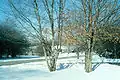 Two trees in winter with some dried leaves still hanging on their branches (marcescence)