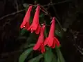 Red tubular flowers
