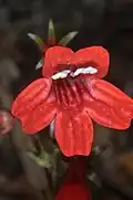 Corolla with stamens