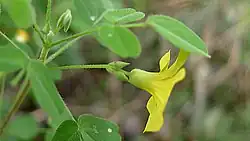 Side view of flower, Bahia