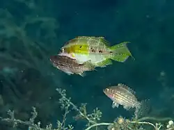 Courtship