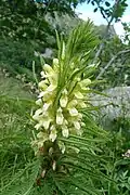 Leafy lousewort, Wormspel cirque.