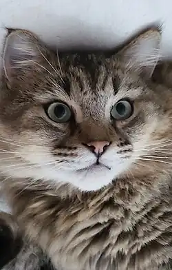 PIXIEBOB CAT