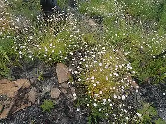 Habit