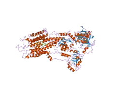 2ear: P21 crystal of the SR CA2+-ATPase with bound TG