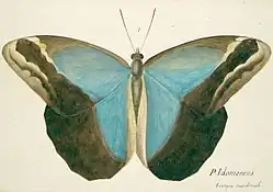 Caligo idomeneus
