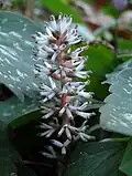 Closeup of flower