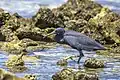 Dark morph, Rarotonga, Cook Islands