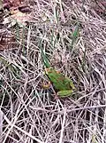 Blended color morph green with brown stripes
