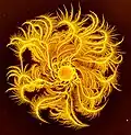 A colony generated by the chiral morphotype bacteria of P. dendritiformis: The colony diameter is 5&nbsp;cm and the colors indicate the bacterial density (bright yellow for high density). The branches are curly with well-defined handedness.