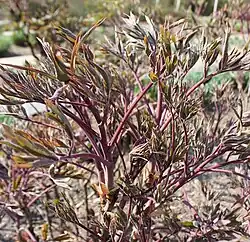 Young growth of a tree peony