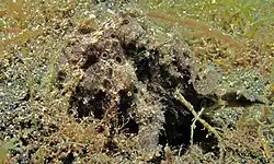 Brown coloration