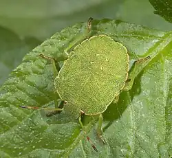 Final-stage nymph