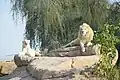White lions