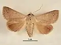 Male, dorsal view