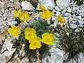 Alpine poppy (Papaver alpinum)