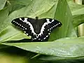 Upperside