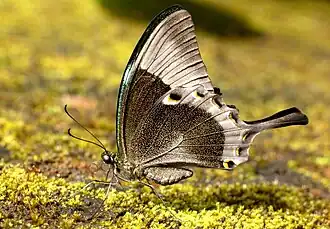 Imago (lateral view)