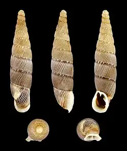 views of shells