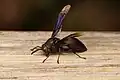 Parachartergus pseudapicalis