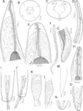 Philometra protonibeae