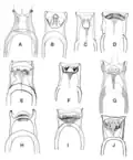 Mouth parts