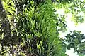Parasitic plants