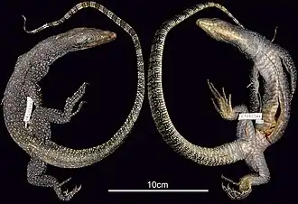 Paratype
