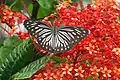 Pareronia hippia on Clerodendrum