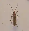 Parisopalpus nigronotatus