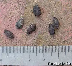 Seeds.