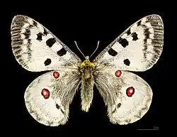 Male