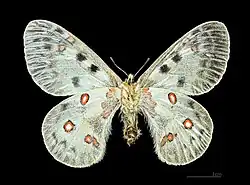 Female, bottom