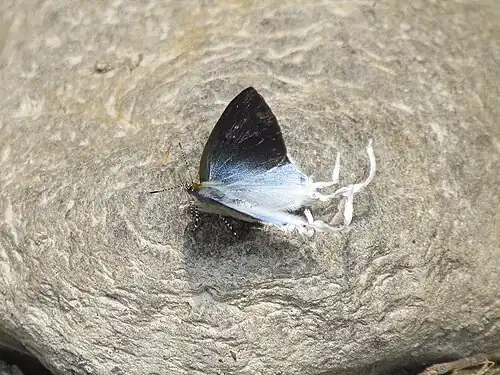 Dorsal view