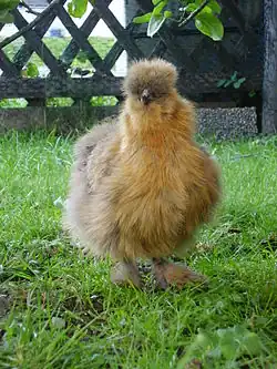 A partridge hen