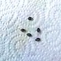 Seeds, the red gel-like substance around them removed