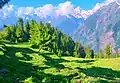 A meadow in Pangi Valley