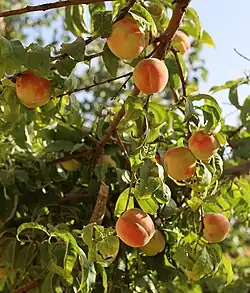 Peaches