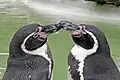 A pair "kissing" at Cotswold Wildlife Park
