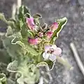 Flowers of Penstemon arenarius