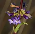Flowers of Penstemon cinicola