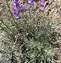 Tall flower-bearing stems and basal sterile stems