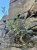 Typical habitat