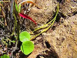 Peperomia monticola