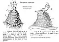 Illustration of leg anatomy of Peripatopsis capensis, including claws