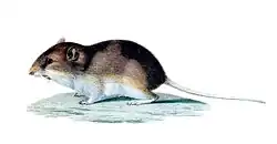 Perognathus fasciatus