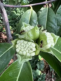 Flower buds